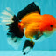 BULLDOG AAA Grade Tricolor Oranda Male 5.5-6 inches #071026OR_30