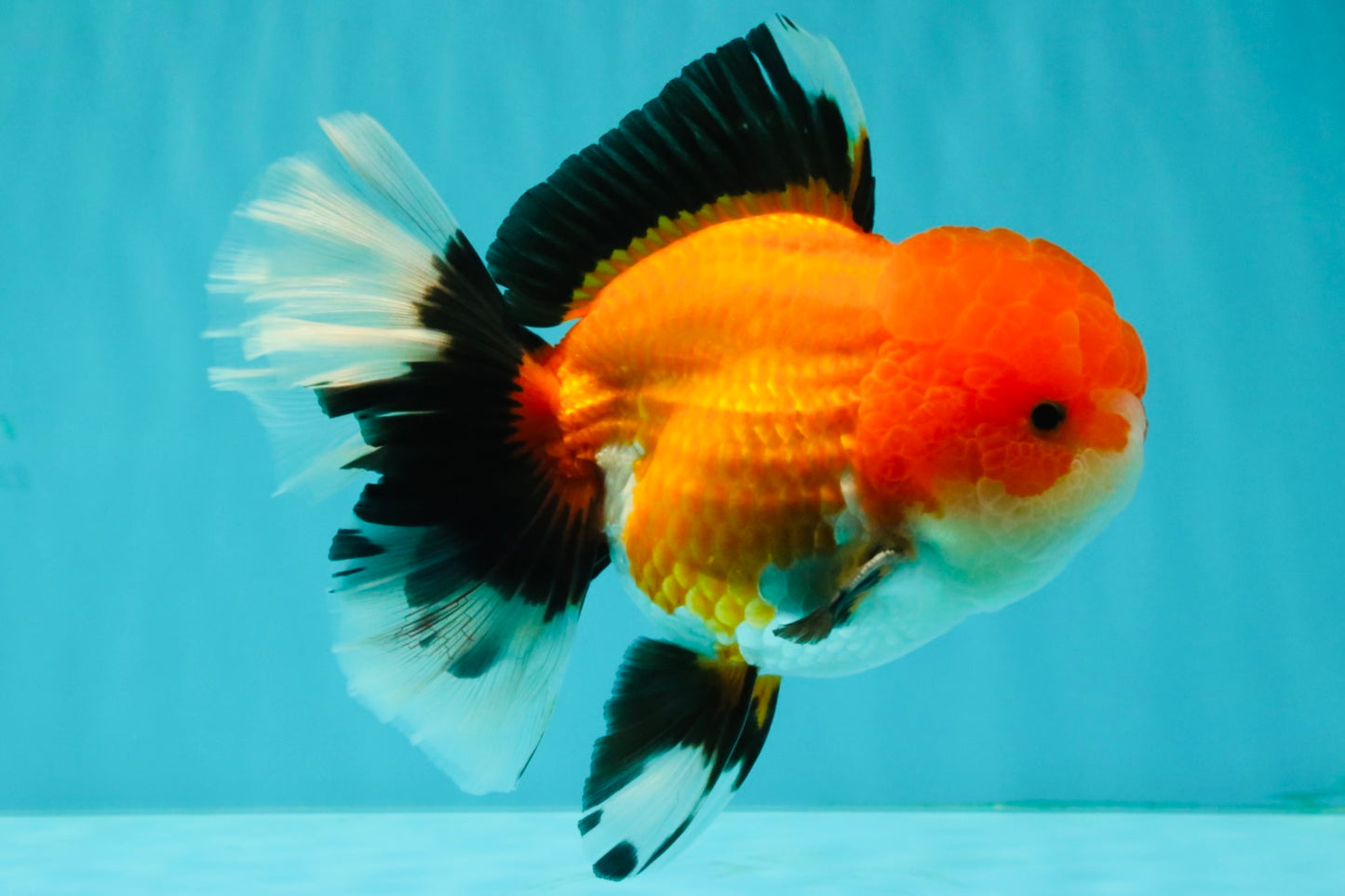 BULLDOG AAA Grade Tricolor Oranda Male 5.5-6 inches #071026OR_30