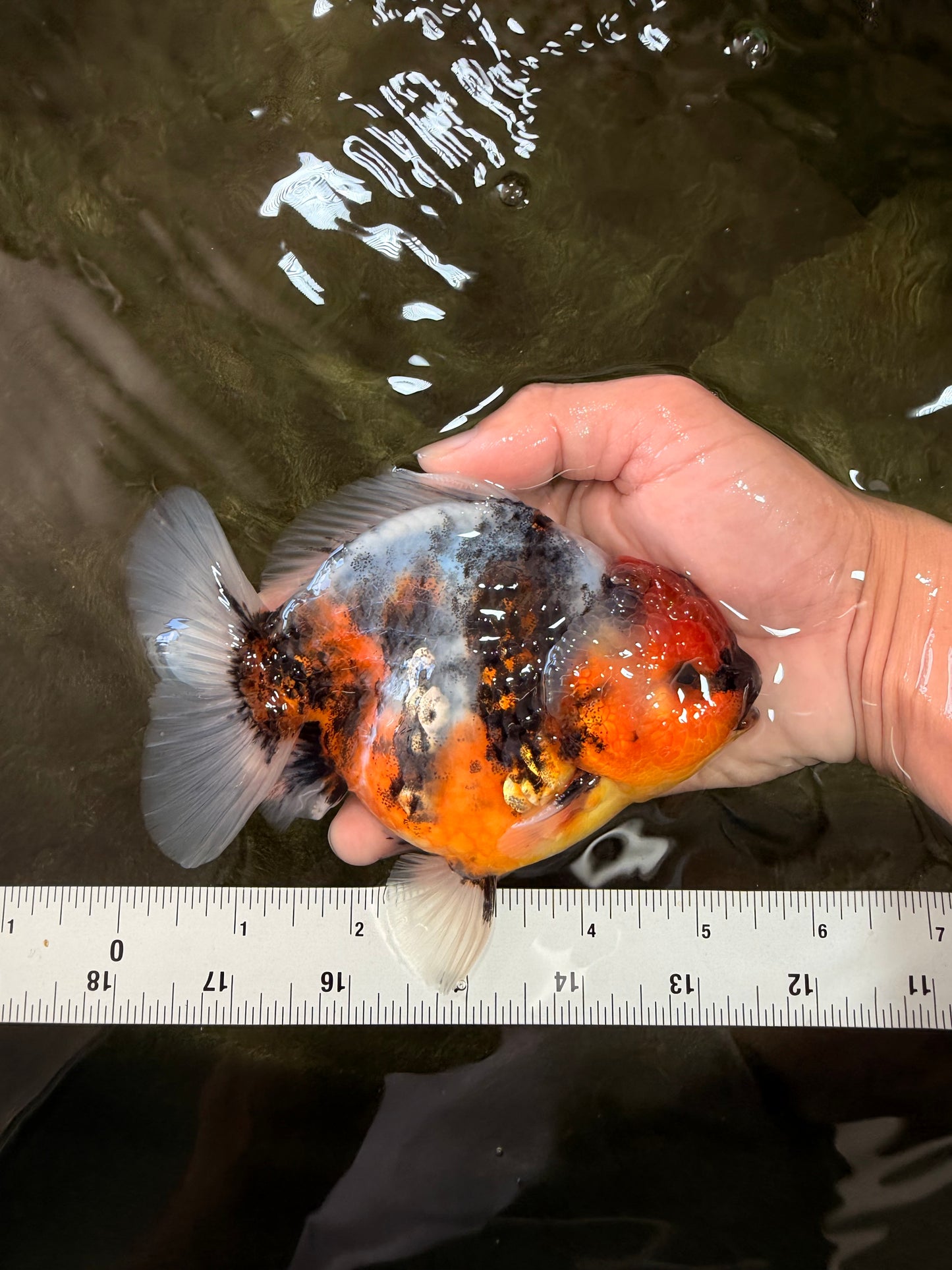 AAA Grade Sanke Marble Yuanbao Male 5.5 inches #071726YB_12