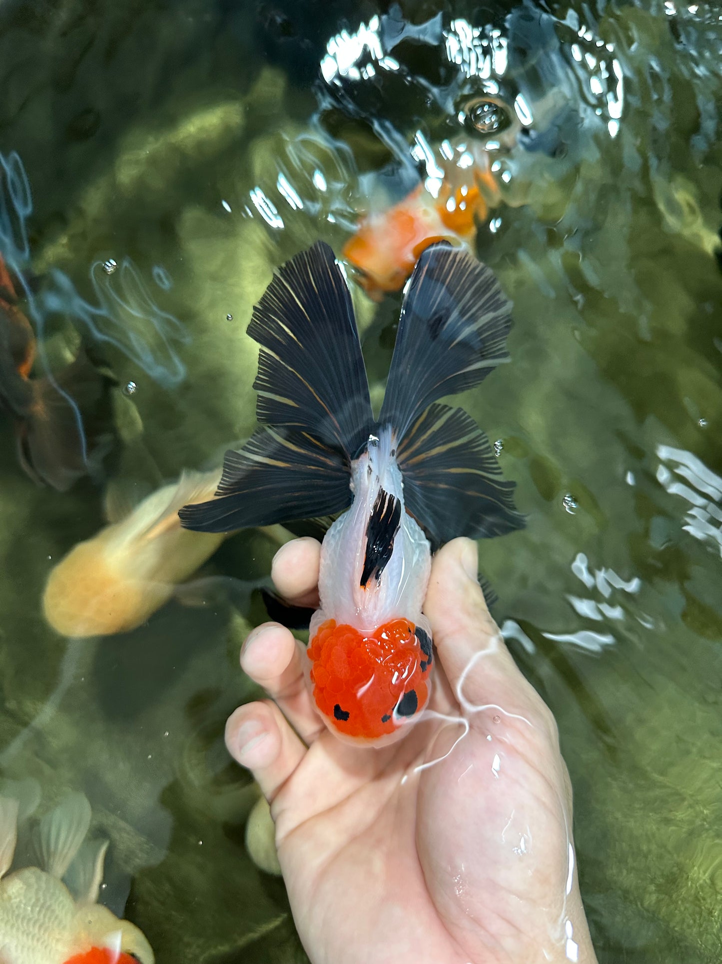 A Grade Tricolor Oranda Male 5-5.5 inches #060625OR_23