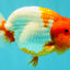 BIG WEN A Grade Red Head Red White Buffalo Ranchu Female 6 inches #101626RC_23