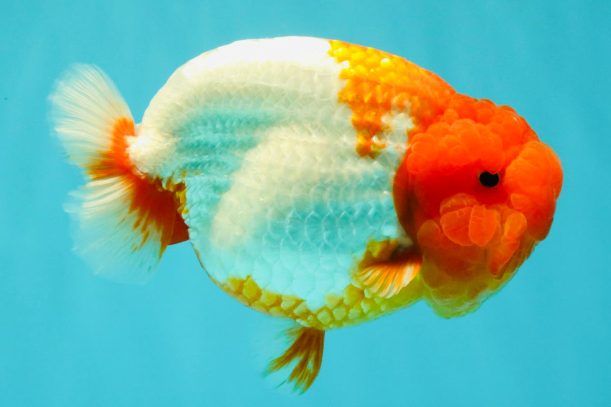 BIG WEN A Grade Red Head Red White Buffalo Ranchu Female 6 inches #101626RC_23
