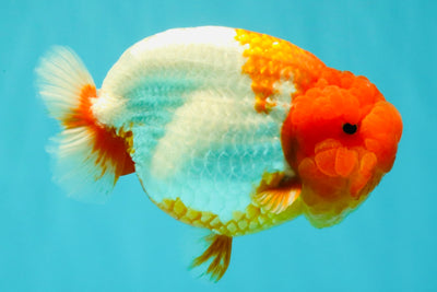 BIG WEN A Grade Red Head Red White Buffalo Ranchu Female 6 inches #101626RC_23