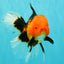 UNIQUE AAA Grade Apache Oranda Male 6 inches #101626OR_07