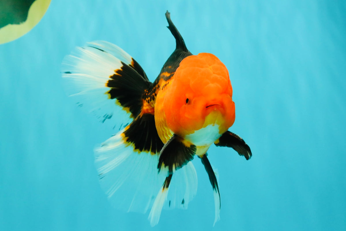 UNIQUE AAA Grade Apache Oranda Male 6 inches #101626OR_07