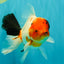 A Grade Diamond Scale Sakura Oranda Male 6.5 inches #072426OR_19