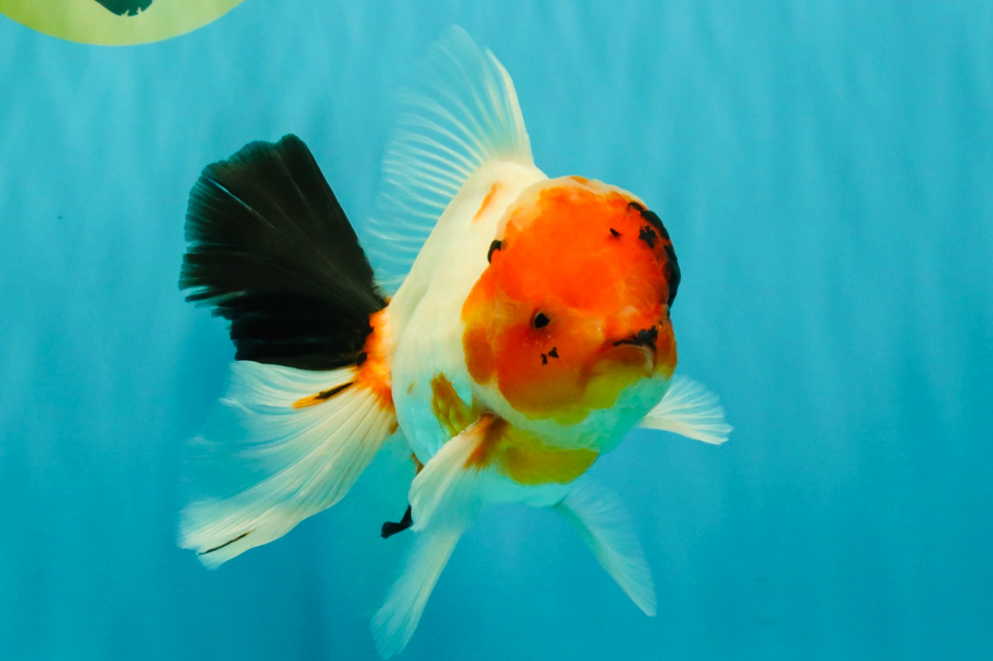 A Grade Diamond Scale Sakura Oranda Male 6.5 inches #072426OR_19