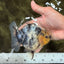 A Grade Marble Yuanbao Male 4.5-5 inches #071026YB_15