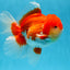 A Grade Red White Oranda Male 5.5-6 inches #080825OR_17