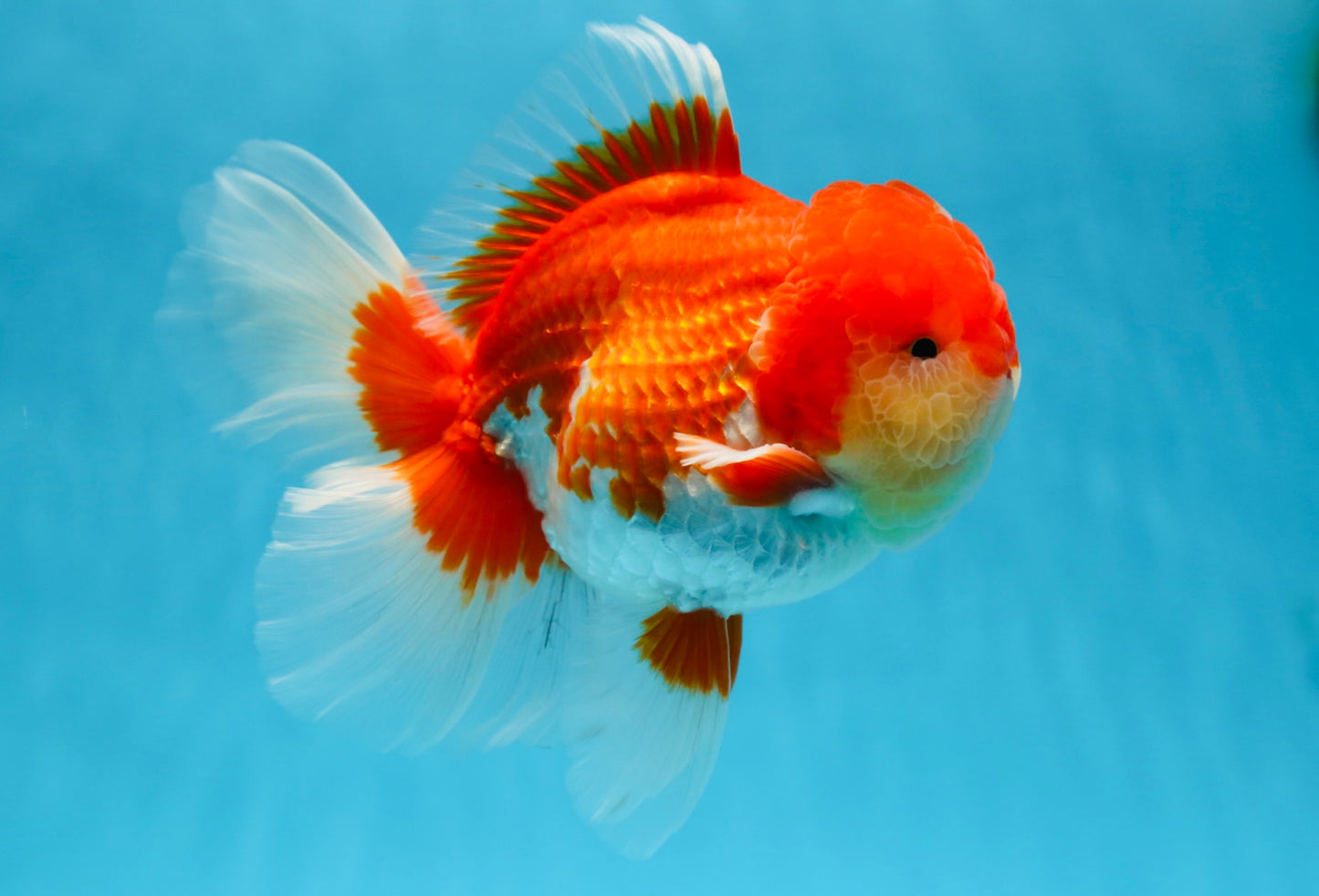 A Grade Red White Oranda Male 5.5-6 inches #080825OR_17