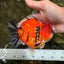 CHARLIE AAA Grade Tiger Yuanbao Male 5 inches #100226YB_03