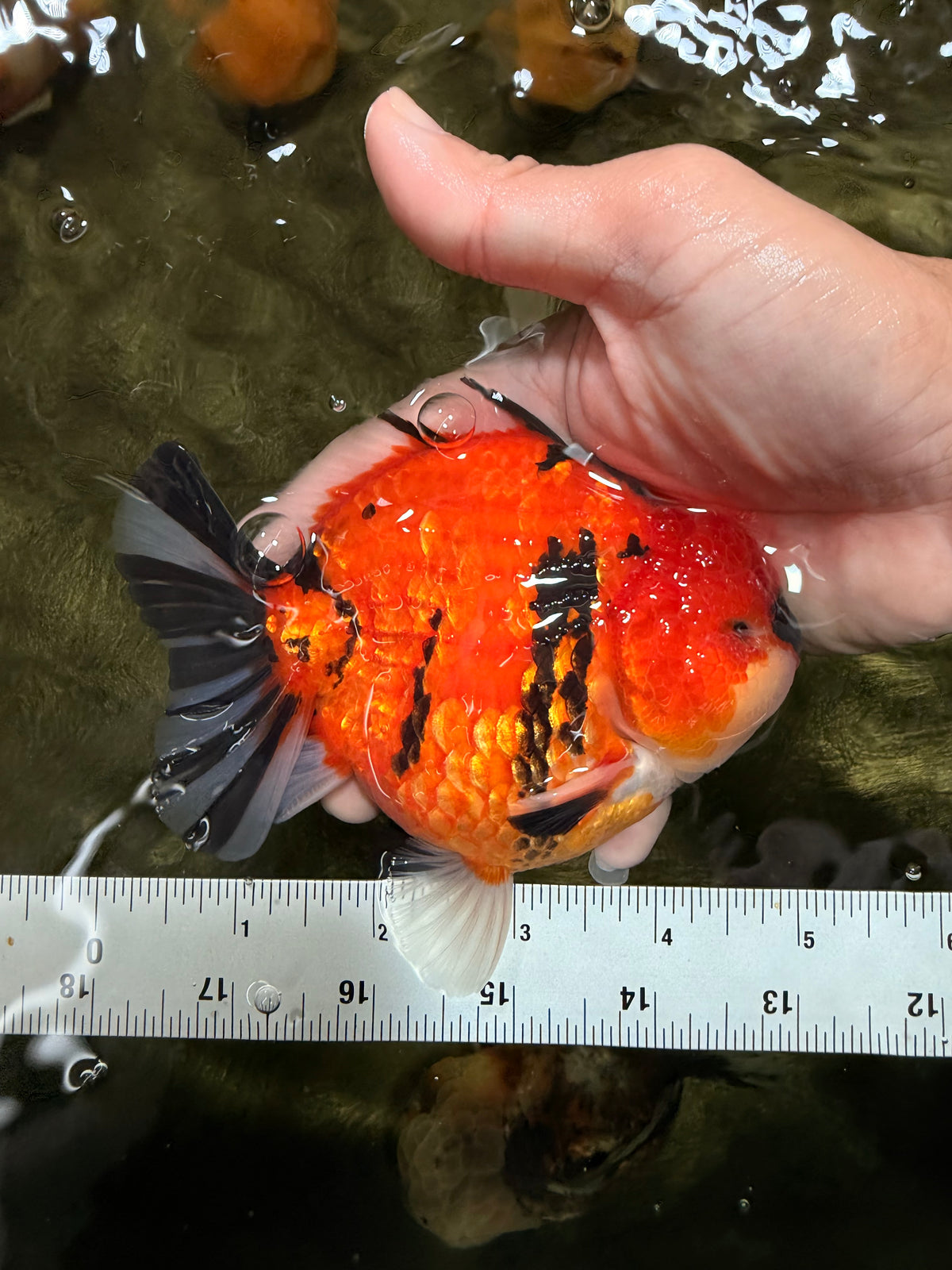 CHARLIE AAA Grade Tiger Yuanbao Male 5 inches #100226YB_03
