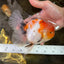 A Grade Flowy Sakura Oranda Female 6 inches #062025OR_22