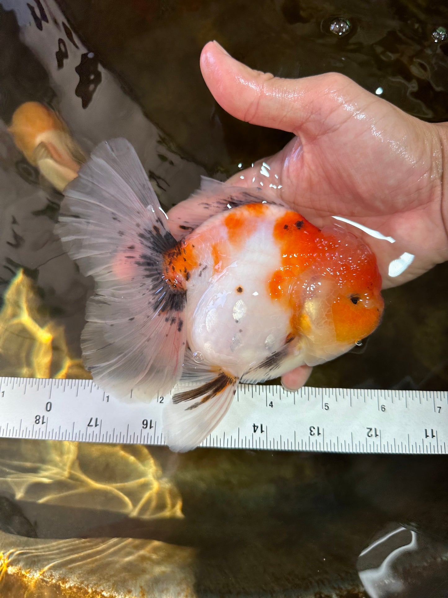 A Grade Flowy Sakura Oranda Female 6 inches #062025OR_22