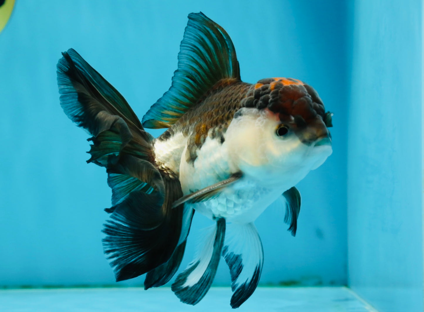 A Grade Tricolor Oranda Male 5-5.5 inches #010325OR_12