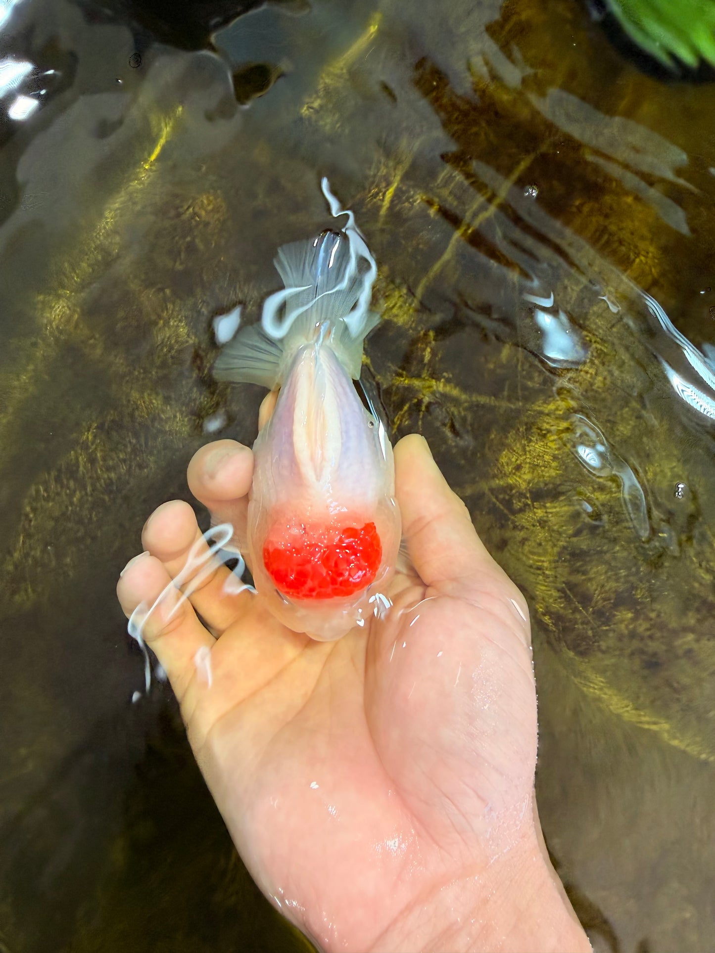 AAA Grade Tancho Sakura Yuanbao Male 4-4.5 inches #101025YB_31