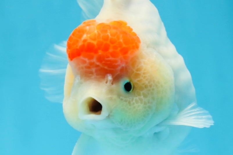 AAA Grade Tancho Sakura Yuanbao Male 4-4.5 inches #101025YB_31