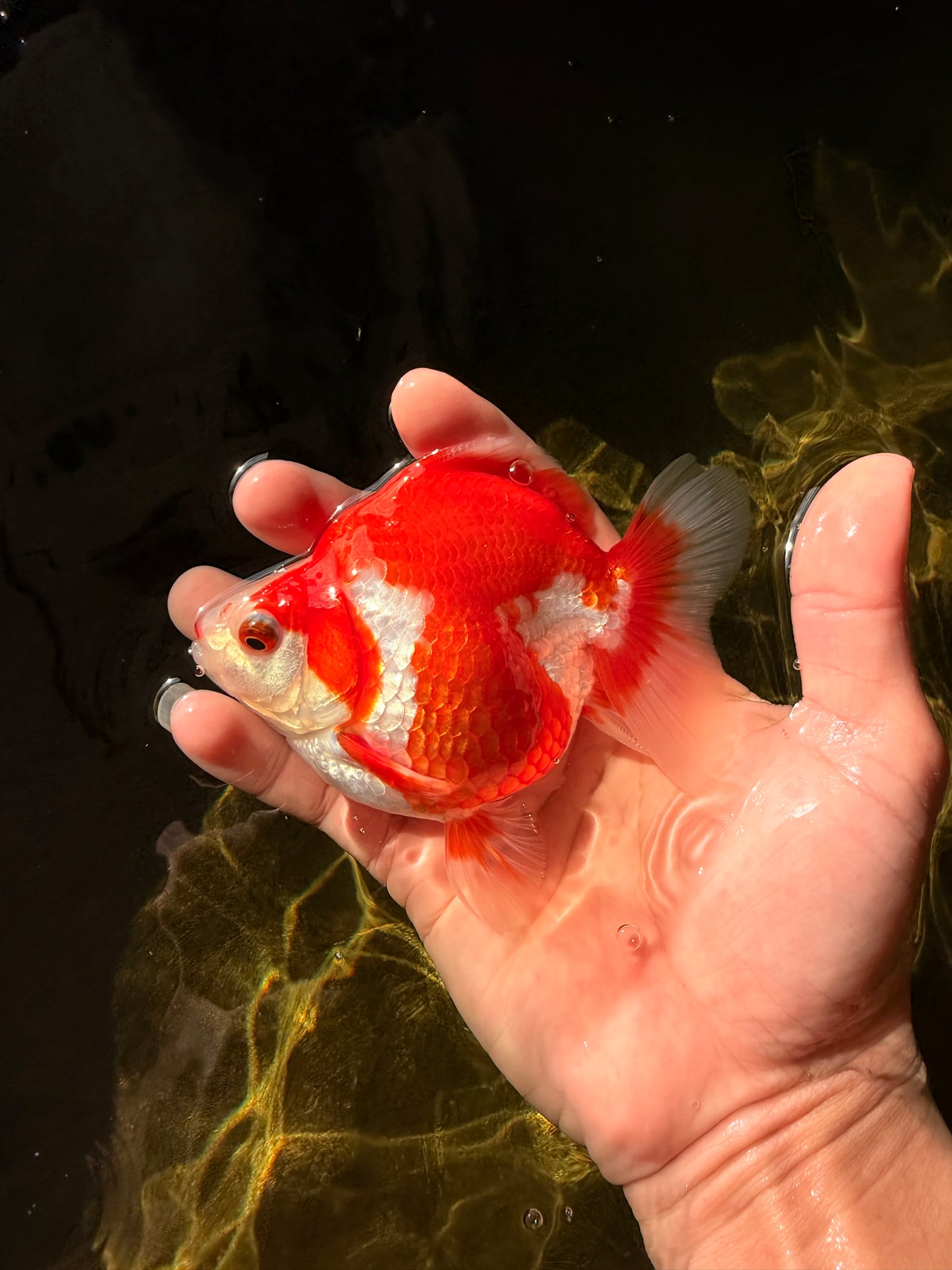 A Grade Red White Ryukin Female 4-4.5 inches #032726RK_24