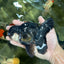 A Grade Panda Oranda Male 5.5 inches #060625OR_15