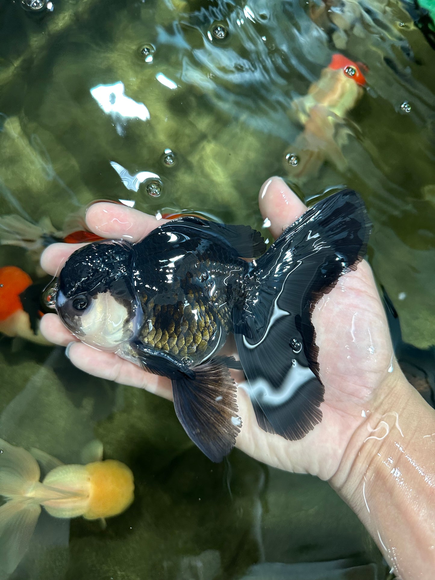 A Grade Panda Oranda Male 5.5 inches #060625OR_15