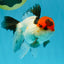 Tricolor Oranda Male 5-5.5 inches #041026OR_12