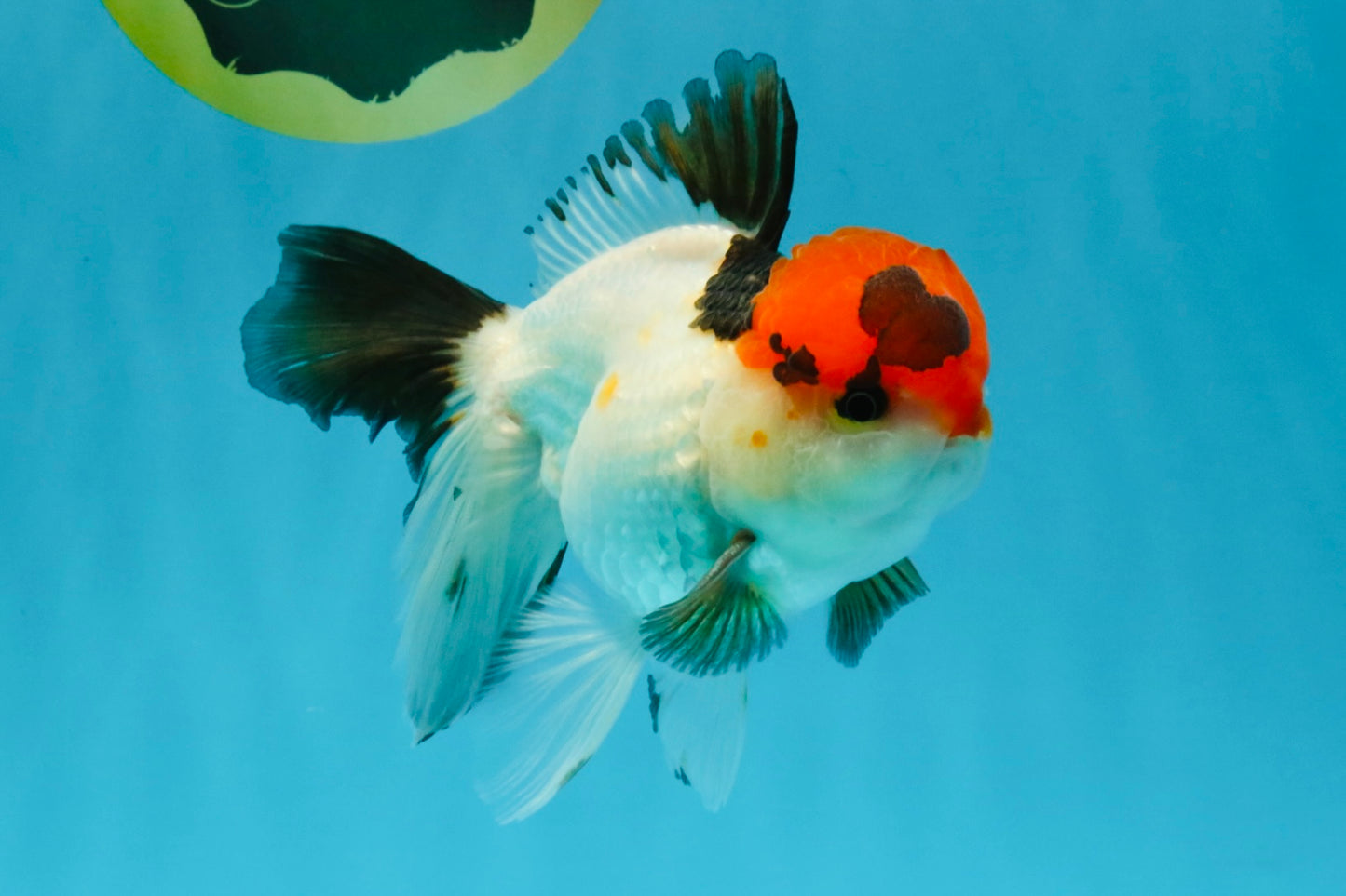 Tricolor Oranda Male 5-5.5 inches #041026OR_12