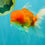 Red White Oranda Male 6 inches #082126OR_09