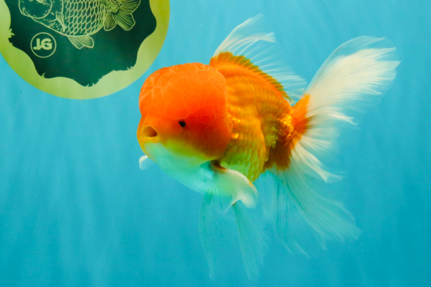 Red White Oranda Male 6 inches #082126OR_09