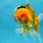 AAA Grade Orange Oranda Male 6.5 inches #062725OR_16