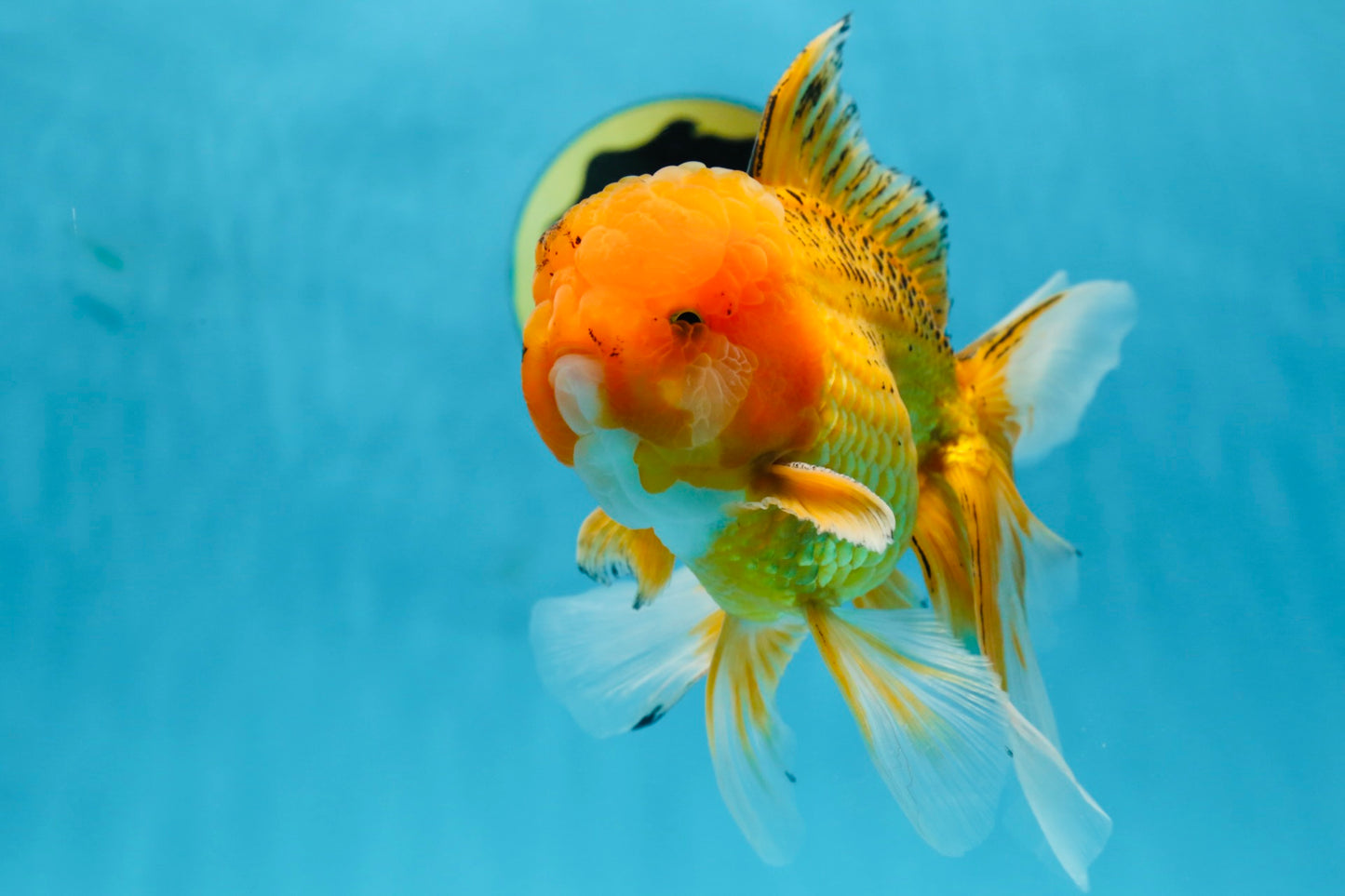 AAA Grade Orange Oranda Male 6.5 inches #062725OR_16