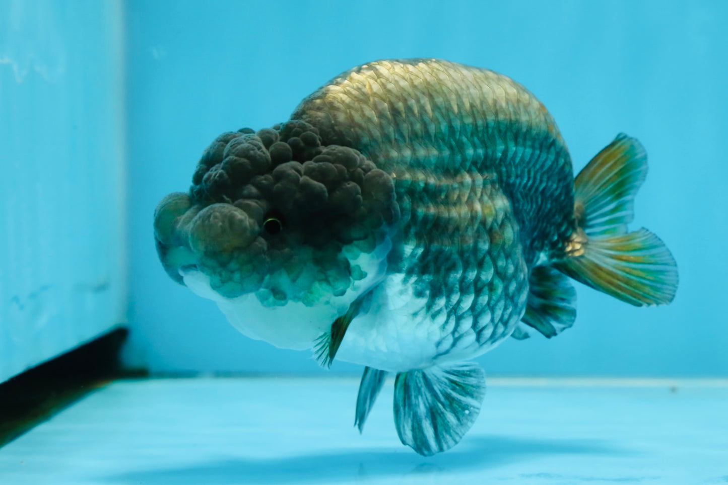 A Grade RARE Blue LionQueen 4.5 inches #062025LC_12