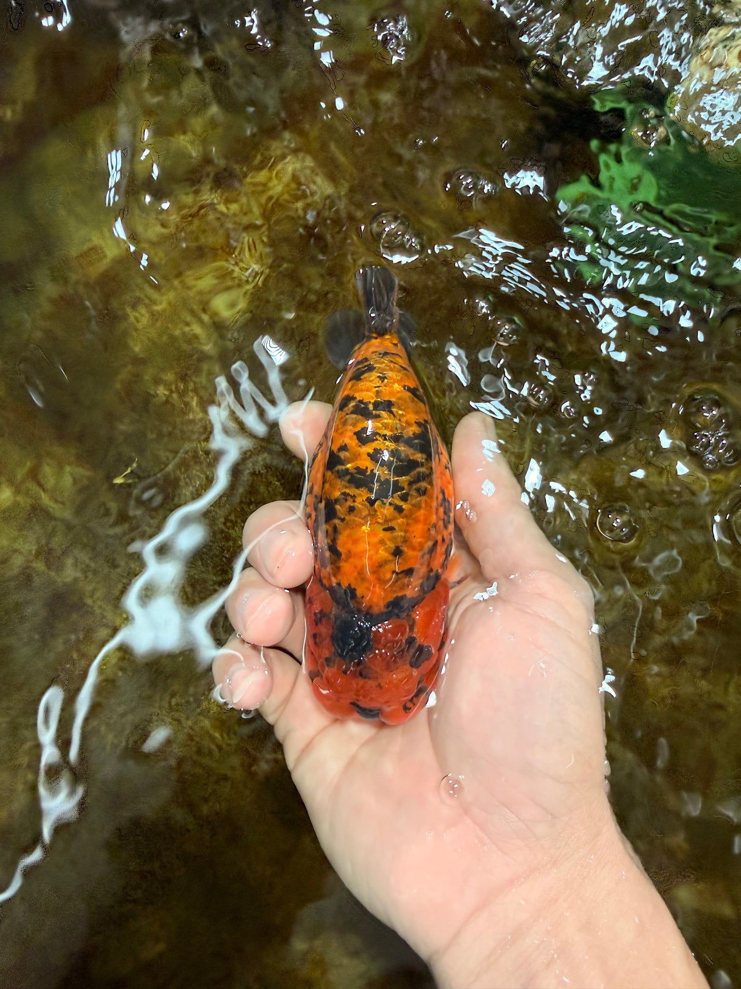 CHUBBY A Grade Tiger LionKing 4.5 inches #112825LC_12