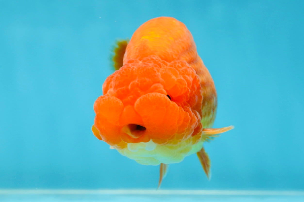 AAA Grade Solid Red LionKing 4.5  inches #052325LC_21