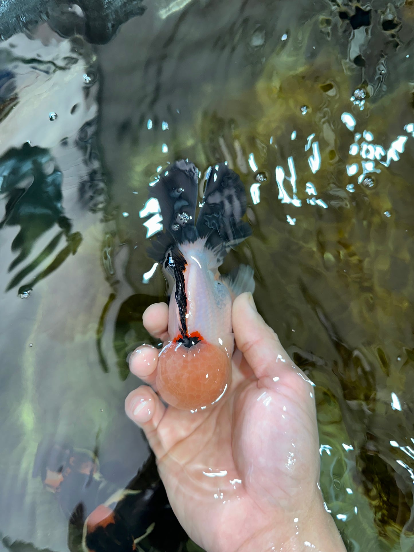 Tricolor Oranda Male 5 inches #051625OR_22