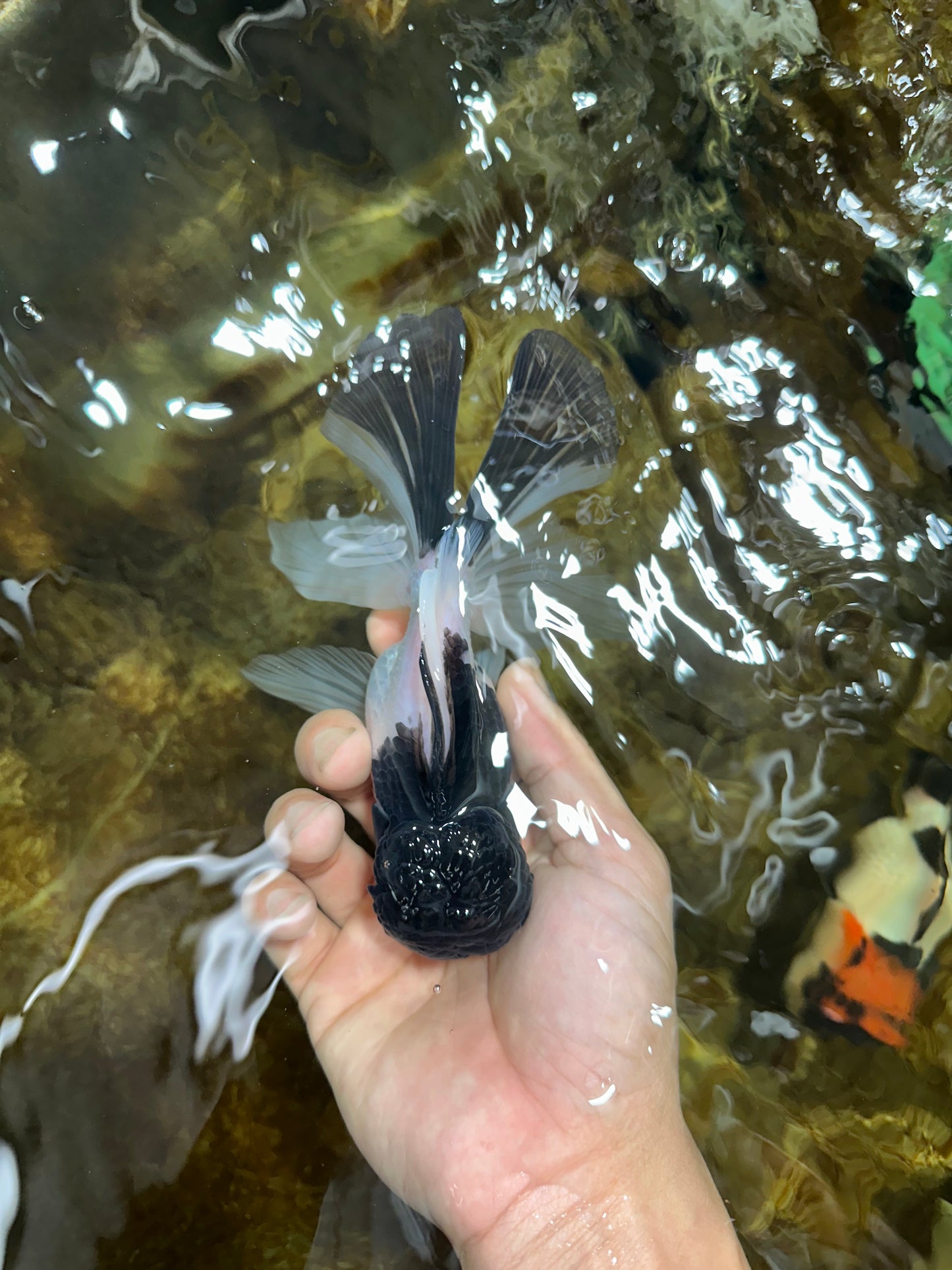 Panda Oranda Male 5.5 inches #090525OR_16