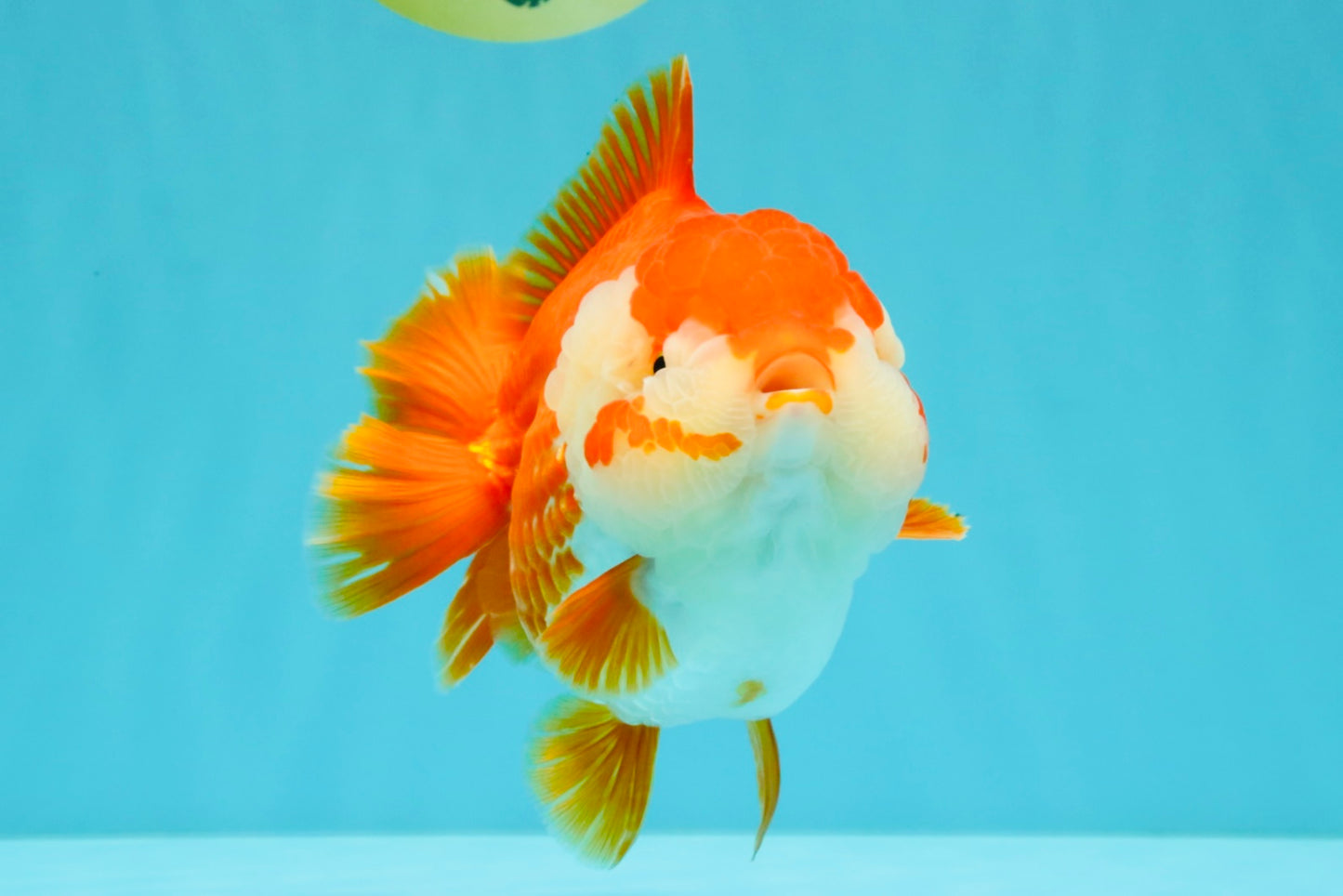 CHONKY AAA Grade Red White Yuanbao Female 6-6.5 inches #032026YB_25