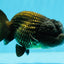 Fluffy Black Lionchu Male 4-4.5 inches #1103LC_23