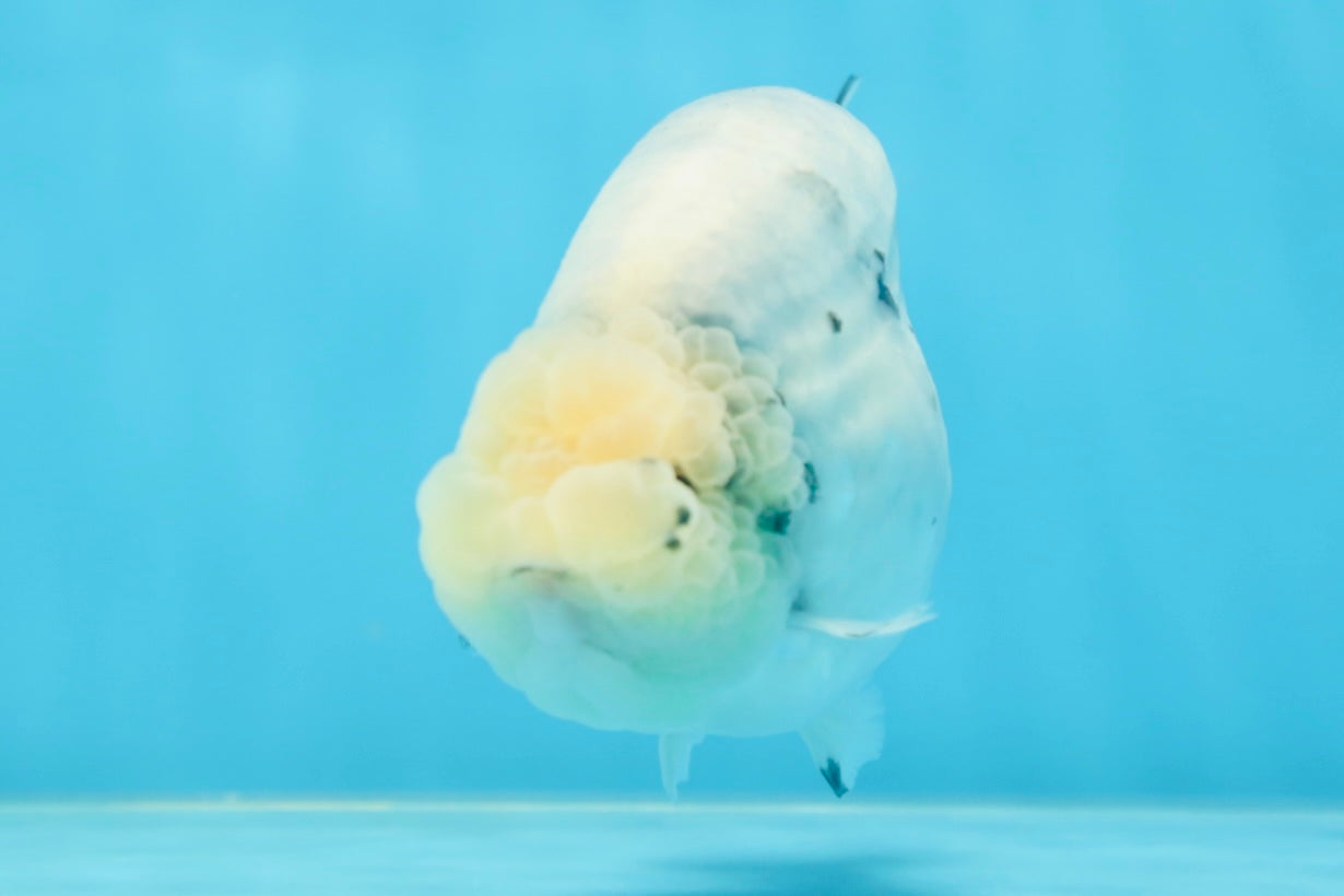 A Grade Marble Blue Back Sakura Lionking 4.5 inches #080125LC_16