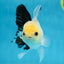 Panda Oranda Male 5 inches #091225OR_23