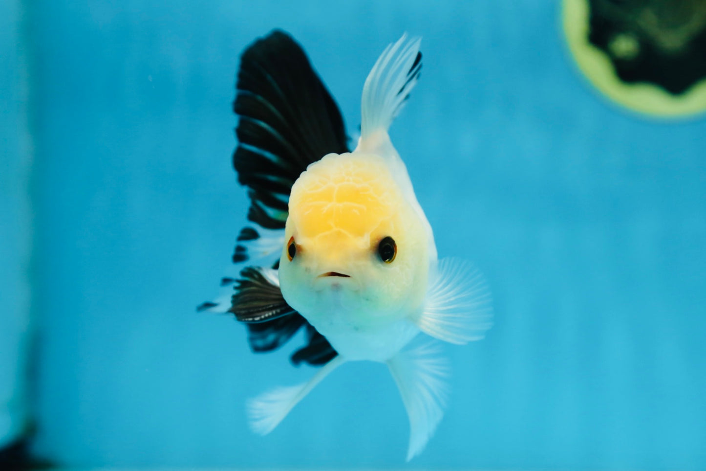 Panda Oranda Male 5 inches #091225OR_23