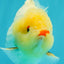 POPCORN AAA Grade Red White Yuanbao Male 5-5.5 inches #050126YB_18