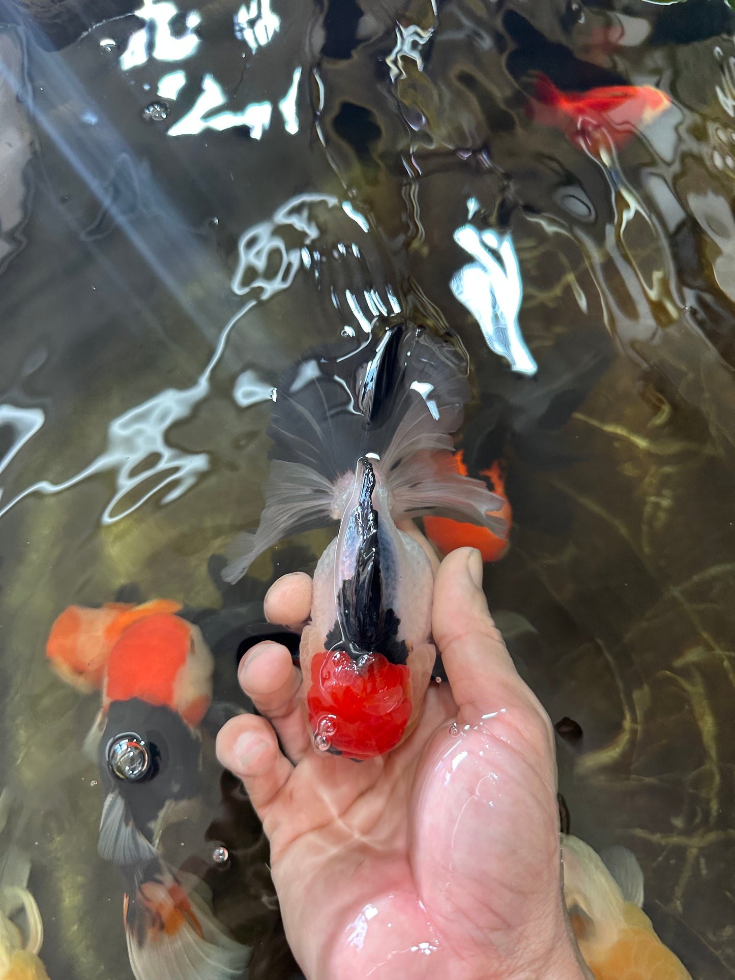 CHARLIE CHAPLIN A Grade Tricolor Oranda Male 5 inches #082225OR_15