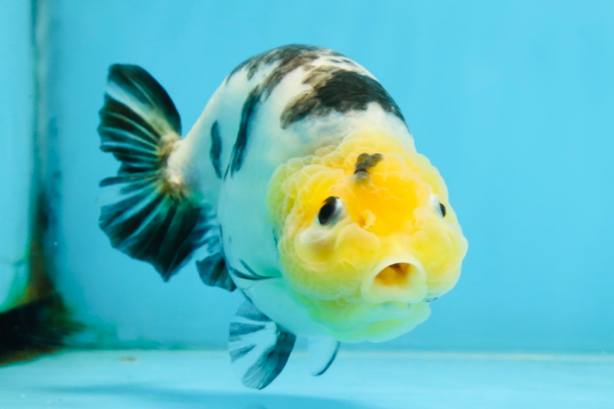 A Grade Milk Cow Ranchu Female 5 inches #101025RC_12