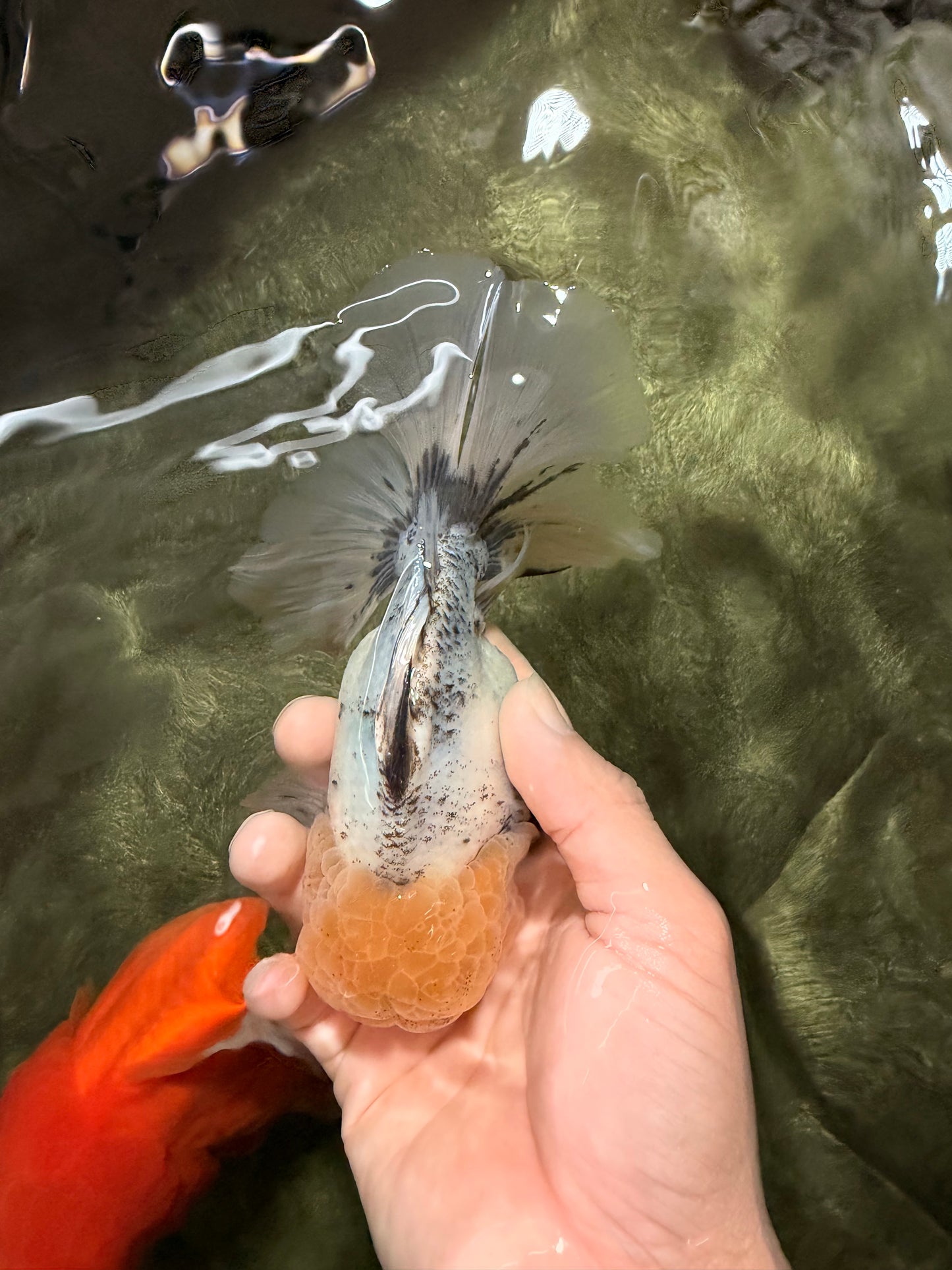 A Grade Marble Oranda Male 6 inches #062626OR_33