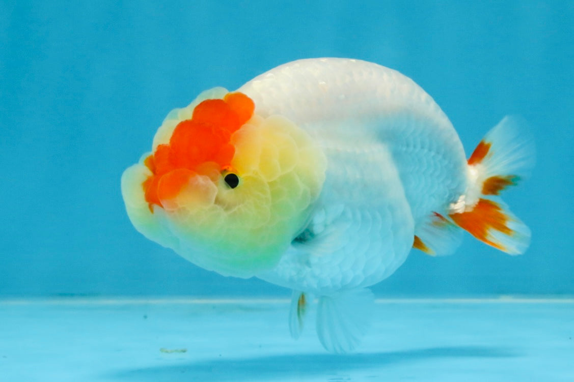 AAA Grade Red White LionQueen 4 inches #103125LC_28