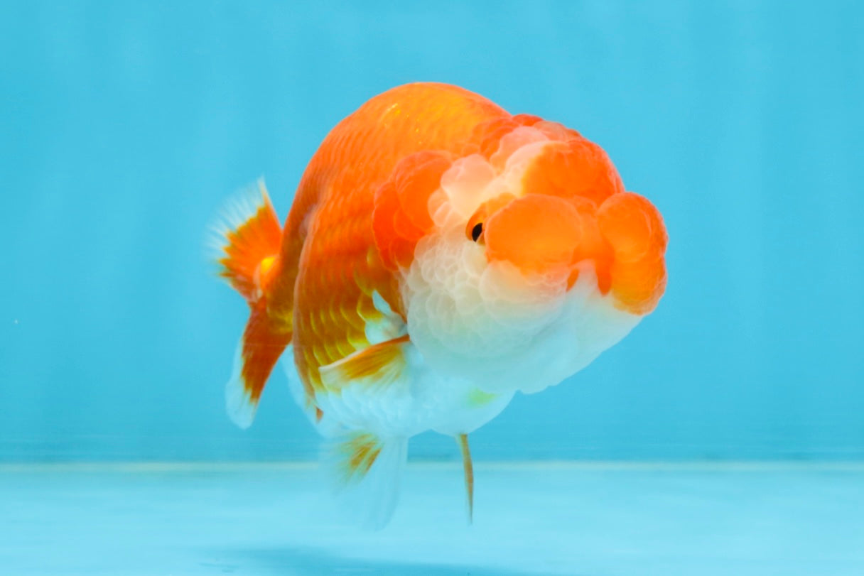 A Grade Red White LionQueen 4-4.5 inches #102425LC_17