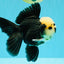AAA Grade Panda Button Eyes Oranda Male 5.5 inches #031326OR_25