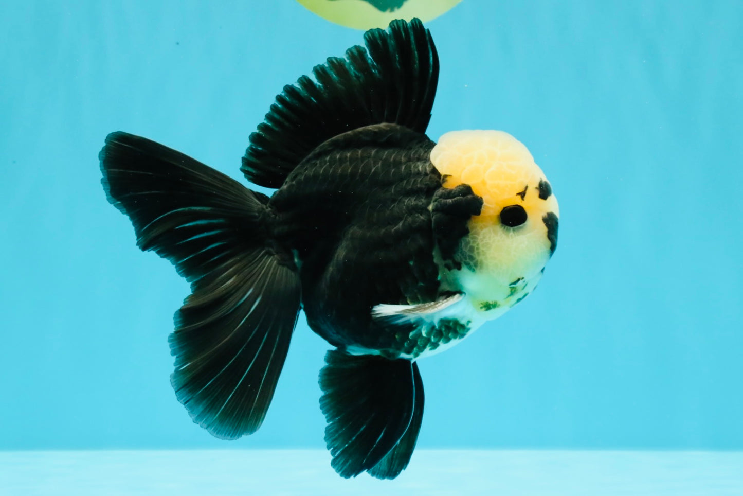 AAA Grade Panda Button Eyes Oranda Male 5.5 inches #031326OR_25