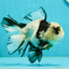 A Grade Fluffy Head Panda Oranda Male 5 inches #110824OR_13