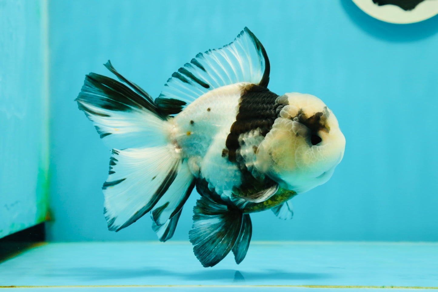 A Grade Fluffy Head Panda Oranda Male 5 inches #110824OR_13